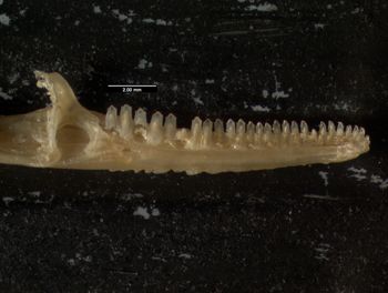 Media type: image;   Herpetology R-132057